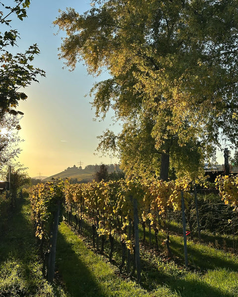 Weinberg von Corvers Kauter R3 - Riesling - Weltklasse Weine aus dem Rheingau in Oestrich-Winkel