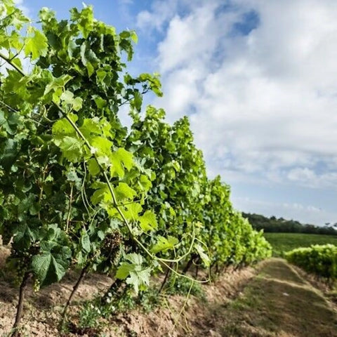 Bio-Rotwein Bordeaux 2020 „Château Jeandebout“