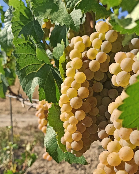 Prinz 2023 RIESLING trocken VDP. Gutswein