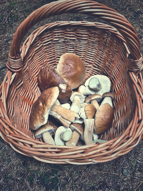 Korb voller Steinpilze aus dem Sauerland