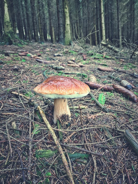 Steinpilz aus dem Sauerland