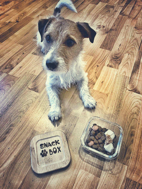 Snackbox für Hunde 320 ml - Leckerlie-Aufbewahrung - Glasschale mit Holzdeckel